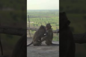 Two Monkeys Playing/Animals Playing Video 2023