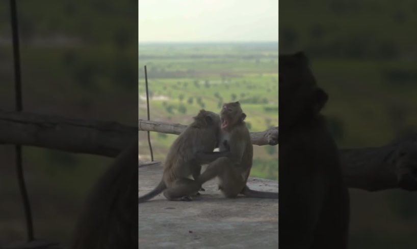 Two Monkeys Playing/Animals Playing Video 2023