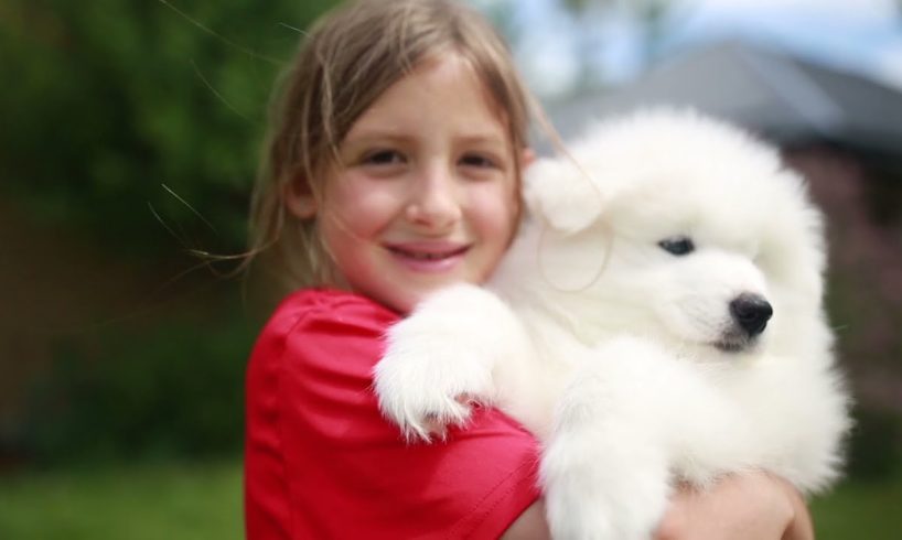 What 2 Months Old Samoyed Puppies Look Like. The Cutest Puppies in the World