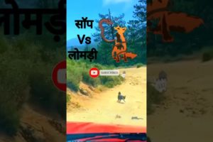 Which animal fights with snake 😂😂|#shorts #viral