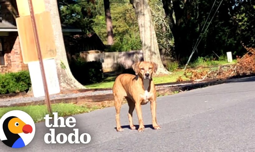 Woman Patiently Waits 3 Weeks Trying To Rescue Stray Dog Across The Street | The Dodo