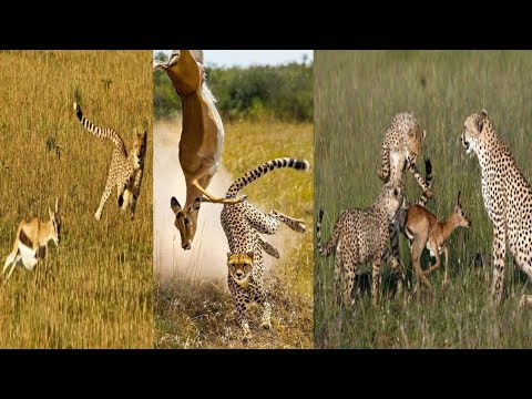 african animals video |animal videos | animal fights | ver animal planet en español latino |