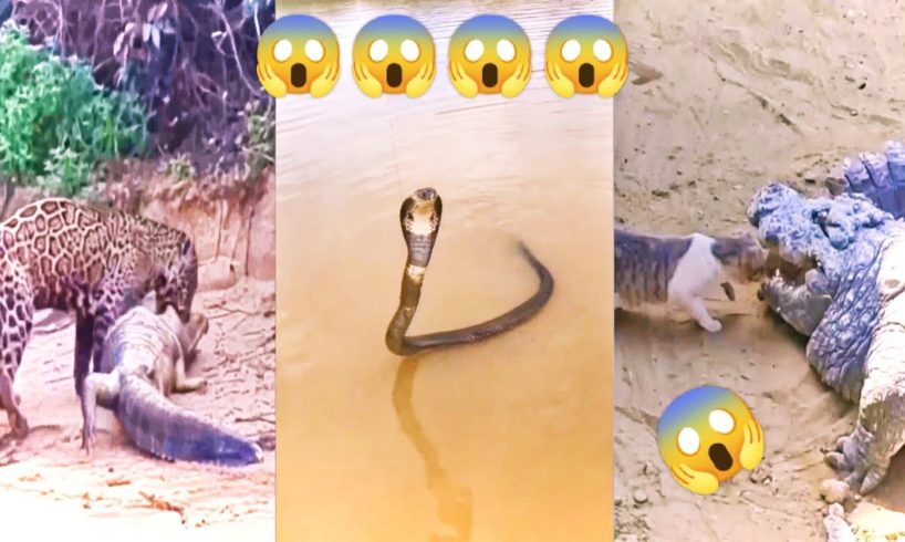 angry animal video leopard attack on crocodile, fish, snake,cat,