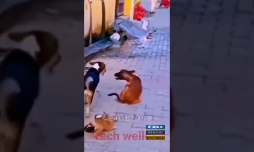 animals fighting videos in Hindi |  #youtubeshorts #factsinhindi #fight