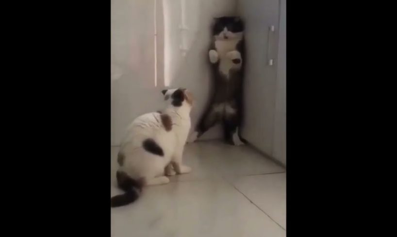 cute cat rescue #shorts #cutecat #nicecat #kitten #kittycat #rescuecats