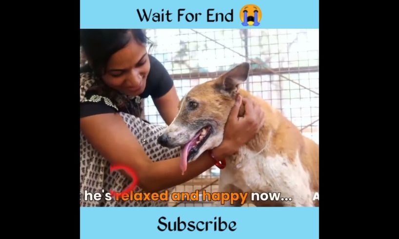 dog rescue video // 😭 #shorts #rescue #viral