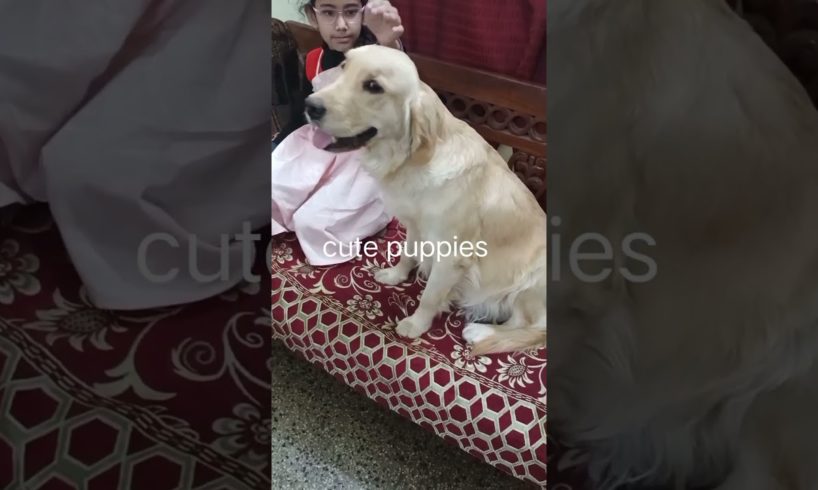 #golden retriever🦮 in  LABOR, gives birth to cutest  puppies 💞 #location : sagar [M.P.]