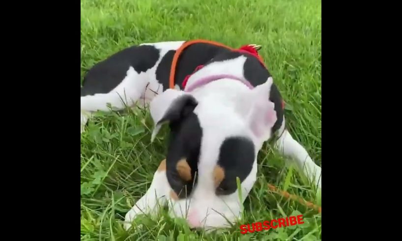 lovely cutest puppies 🤗 video #shorts #puppies #viralvideo #viral