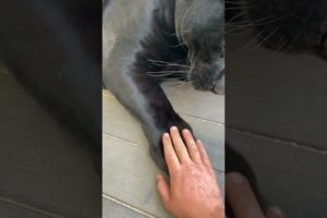 playing with black panther pets #animals #blackpanther #cat