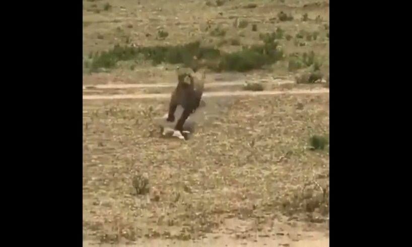 warthog saves her baby from leopard | #shorts #facts #animals