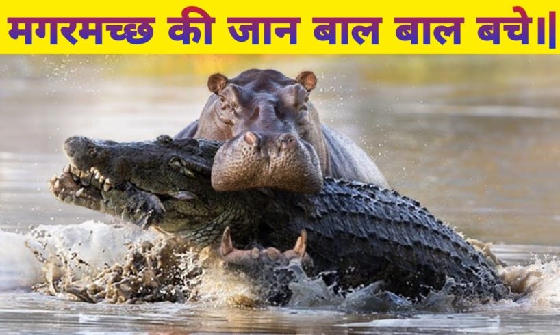 जानवरों की सबसे खतरनाक लड़ाइयां|Hippo VS Crocodile|Most Dangerous Animal Fights@WildGravityOfficial