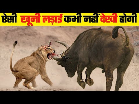 जानवरों की सबसे भयानक लड़ाई | 10 Most Dangerous Wild Animal Fights