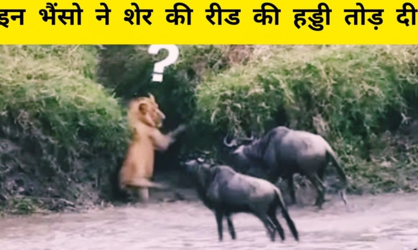 जानवरों की सबसे भयानक लड़ाई।10 Most Dangerous Wild Animal Fights।2022। Hindi। Jungaltv