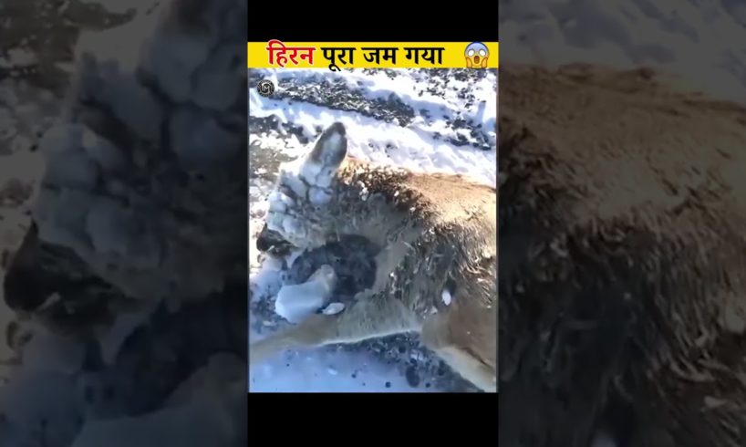 ठंड में जम गया 😱| Animals Rescue | Indian Moments #short