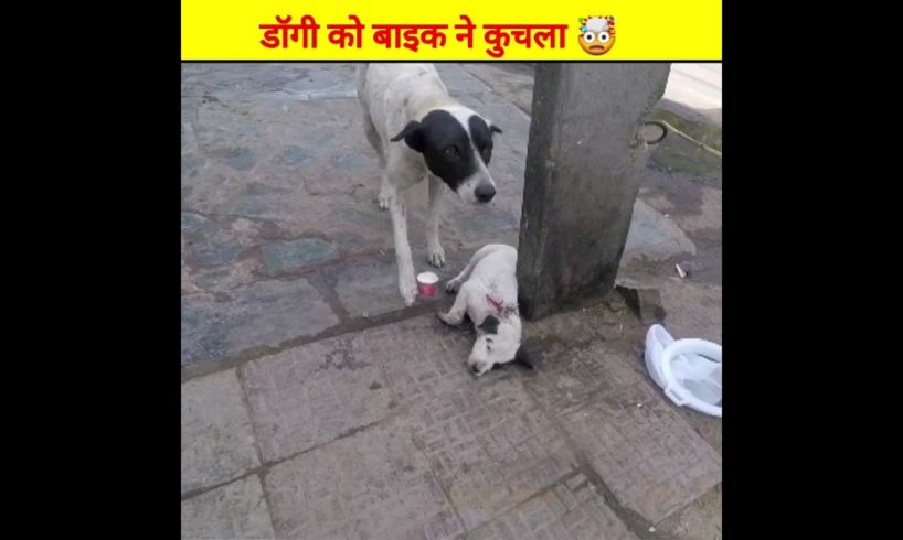 बेचारे डॉगी को कार ने टक्कर मारी 😱 respect #shorts #rescue #youtubeshorts