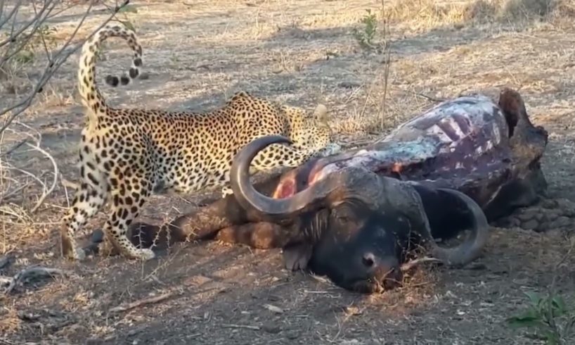 10 Most Cruel Animal Fights Ever Documented! Survival of predator and prey. Wild Animal Documentary.