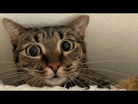 Funny animals - Funny cats / dogs - Funny animal videos 261