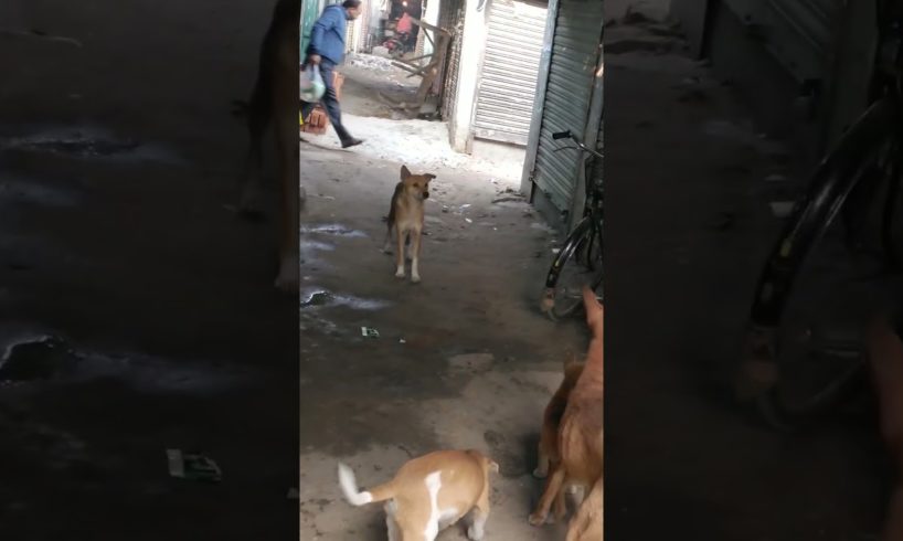 Feeding Hungry Stray Dog😔🙂Street Dogs Happiness 😇  #shorts #dog