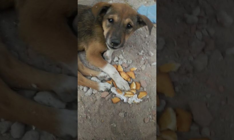 Feeding Hungry Stray Dog😔🙂Street Dogs Happiness 😇 #shorts #dog