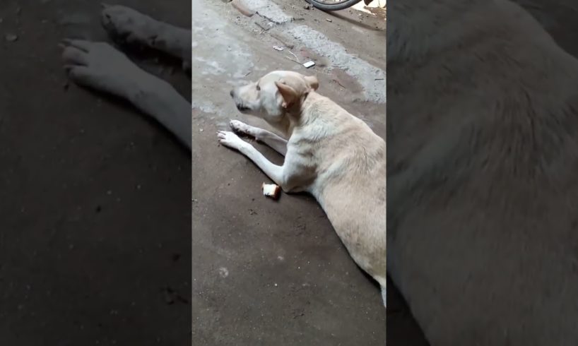 Feeding Hungry Stray Dog😔🙂Street Dogs Happiness 😇 #shorts #dog