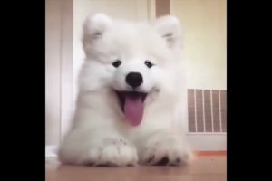 Cute baby animals Videos Compilation cutest moment of the animals   Cutest Puppies #2