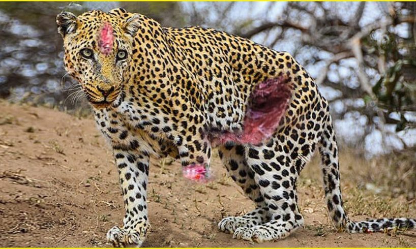 23 Worst Moments Happened to Poor Leopard | Animal Fighting