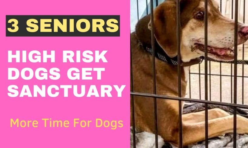 🐕 3 Senior Dogs In A Crowded Animal Shelter ⁉️ #pets