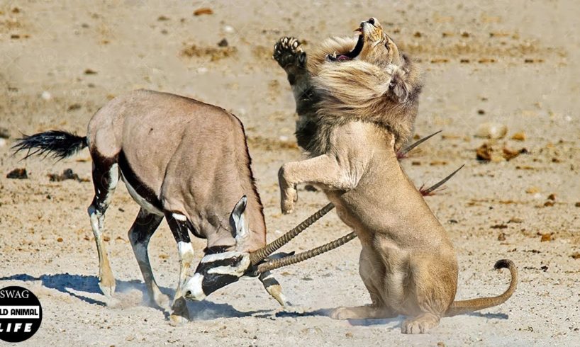 30 Times Animals Brutally Attack And Kill Predators With Horns Evil | Wild Animals