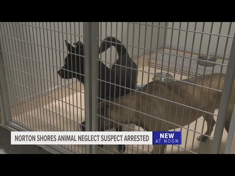 80 dogs seized from Michigan home in animal neglect investigation