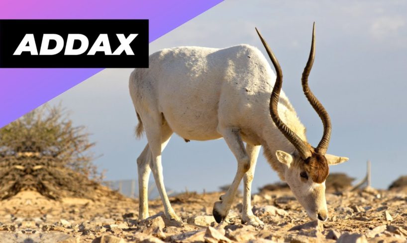 Addax 🐐 One Of The Most Endangered Animals In The Wild  #shorts