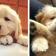 Adorable Golden Puppies Videos That Will Make Your Day Better 100%🐶🐶 🥰| Cute Puppies