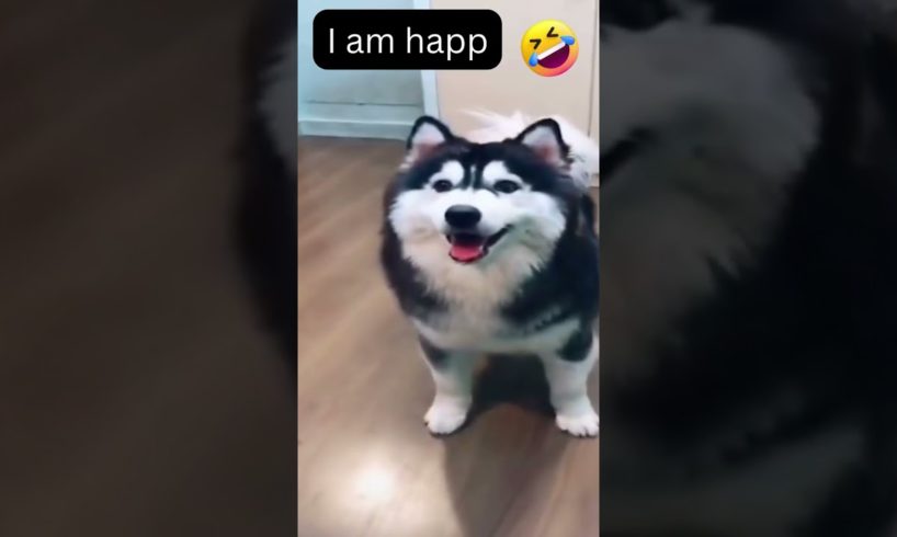 Alaskan MALAMUTE DOG DANCING and BEING HAPPY !  Funny animals😂 HAPPY DOG VIDEO #alaskanmalamute