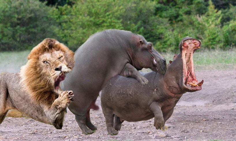 Amazing! Brave Hippo fight back the Lion to protect yourself - Wild animal Fights 2023