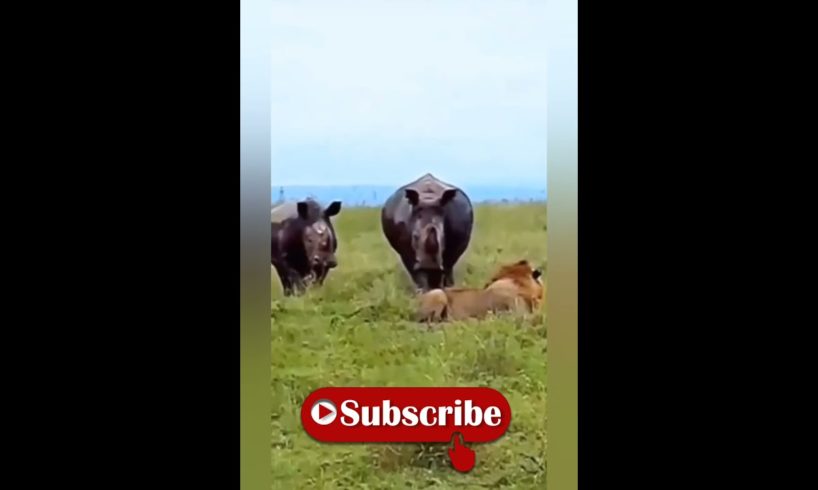 Animal Fighting between Crocodile lion & Rhinos, #shorts