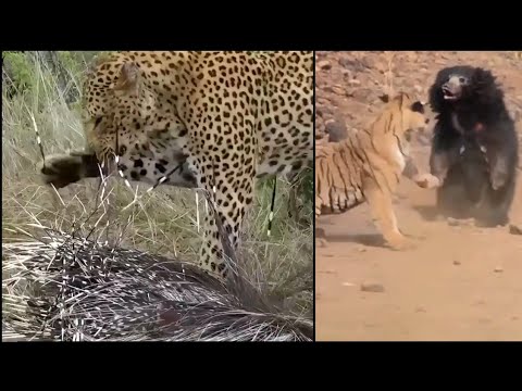 Animals Fighting Each Other To The Death ? ~Animals Fighting The wrong Opponent ! 2022