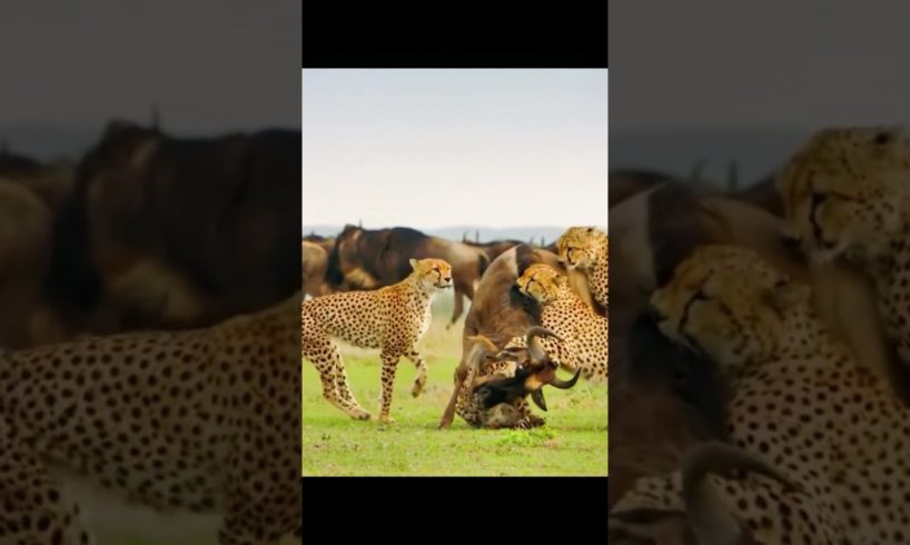 Animals Fights