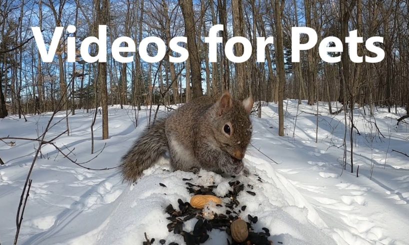 Animals Playing in the Snow - 10 Hour Video for Pets - Feb 27, 2023