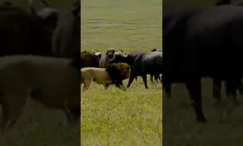 BUFFALO CHASES LION/WILD ANIMALS ATTACKS #shorts #animals #lion #viral