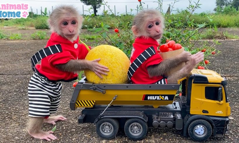 BiBi goes to harvest fruit on the farm