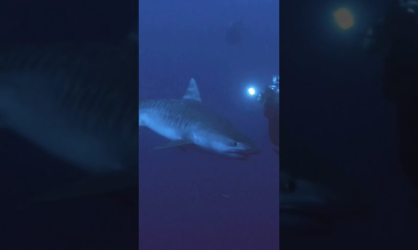 CRAZY VIDEO Of A TIGER SHARK Swimming Next To Someone #shorts #animals