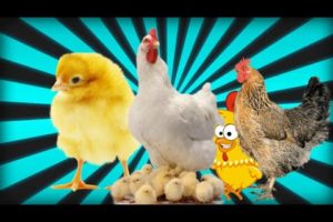 CUTE ANIMALS: CHICKENS,ROOSTERS, HENS,BABY CHICK,FEEDING,PLAYING AT THE FARM#animalcare#farmanimals