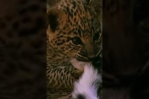 CUTE ❤ LEOPARD CUB PLAY WITH MOM'S TAIL #shorts #animals #wildlife