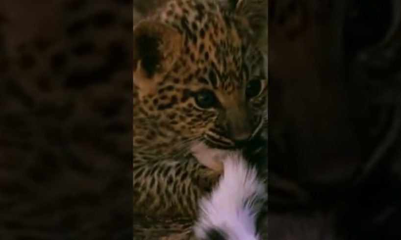 CUTE ❤ LEOPARD CUB PLAY WITH MOM'S TAIL #shorts #animals #wildlife