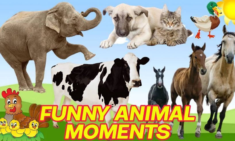 CUTE LITTLE ANIMALS - CAT, DOG, CHICKEN, COW, ELEPHANT, HORSE - ANIMAL SOUNDS | FUNNY ANIMAL MOMENTS