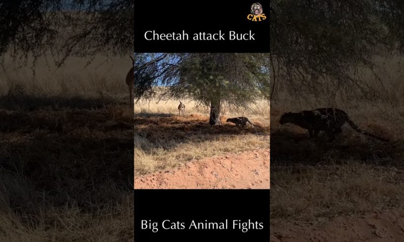 Cheetah attack Buck | wild animal attack #shorts #wildanimals