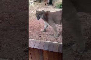 Cougar Playing