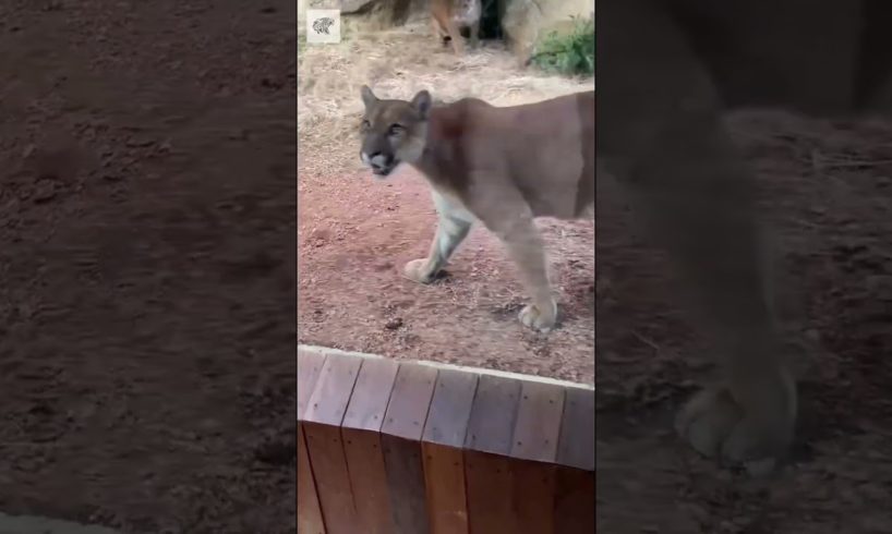 Cougar Playing