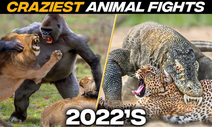 Craziest Animals Fights