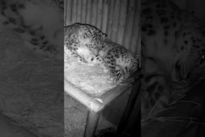 Cuddles on Christmas Day! 🎄🧡🥺#snowleopard #bigcats #animals  #zoo #paradisewildlifepark