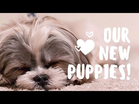 Cutest Puppies Made You Look - Meghan Trainor